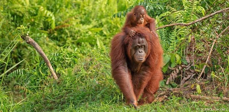 Orangutan Mothers: Nurturing Learning and Independence in Their Young