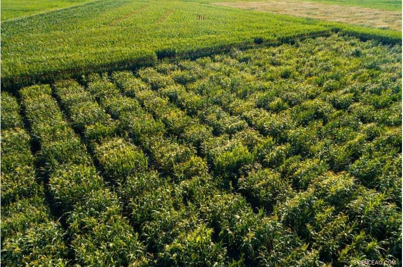 Breeding Climate-Resilient Maize: Using Genome Editing for Frost & Drought Resistance