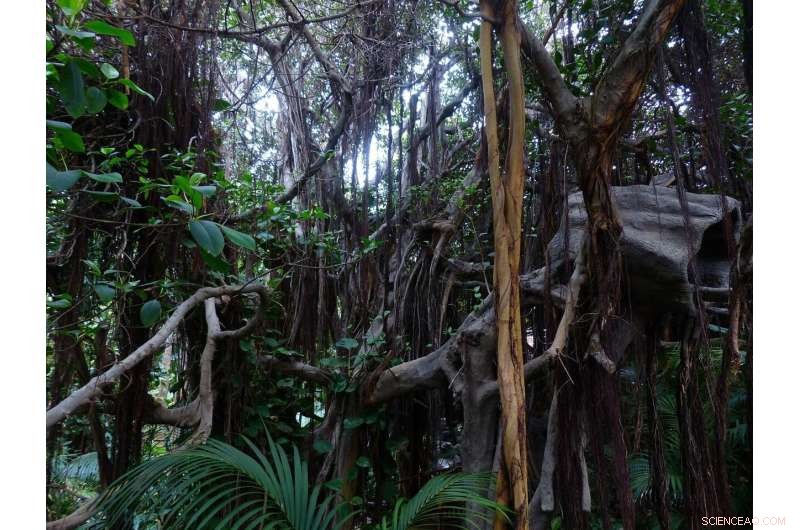 Understanding Liana Distribution in Subtropical Forests: The Role of Spatial Autocorrelation