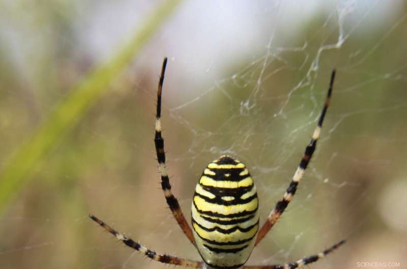 Spider Venom: A Source of Novel Therapeutics and Bioinsecticides