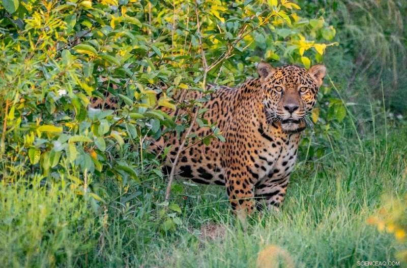 Jaguar Reintroduction in Argentina: Conservation Success Story