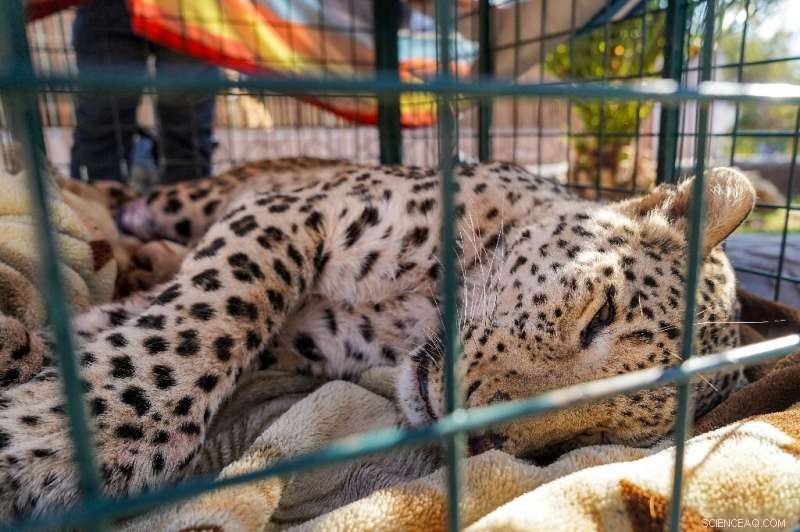 Endangered Leopard in Iraq Amputated After Trap Injury