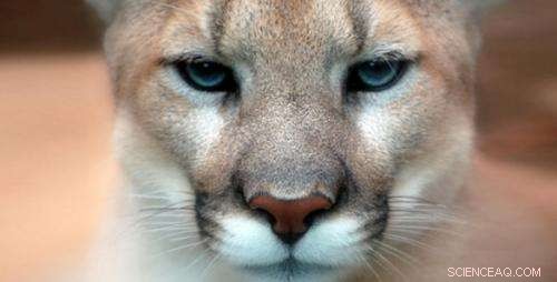 Michigan Cougars: Why Male Sightings Outnumber Females & Kittens