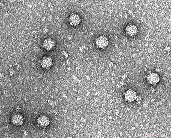 Accelerated Directed Evolution: A Novel Robotic Platform for Molecular Design