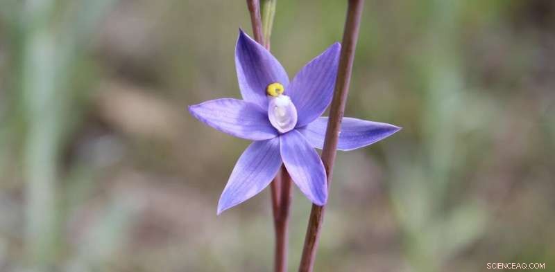 Participate in Orchid Conservation: A 5-Step Guide to Citizen Science