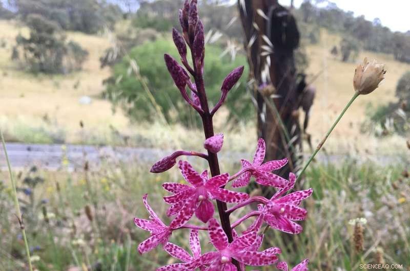 Participate in Orchid Conservation: A 5-Step Guide to Citizen Science