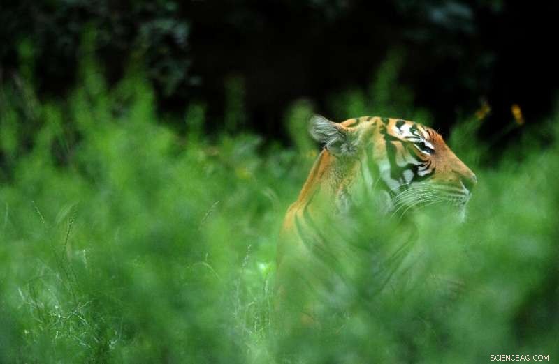 Florida Zoo Shoots Malayan Tiger After Worker Injury