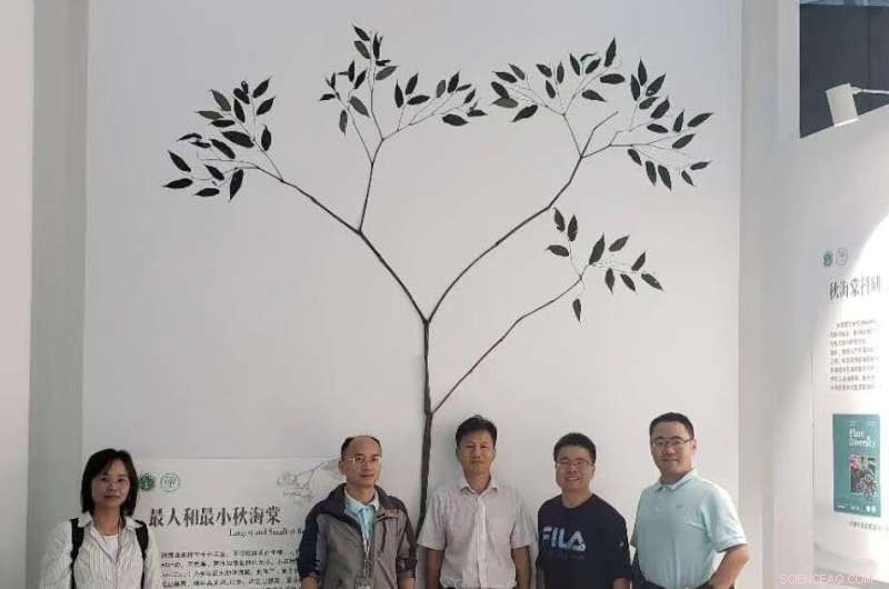 Discovering Begonia gigantica: Asia s Tallest Begonia Species in Tibet