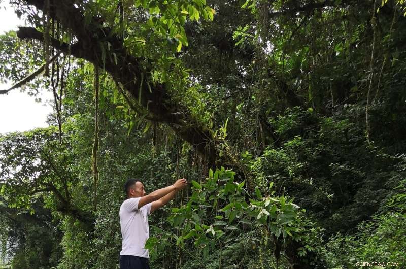 Discovering Begonia gigantica: Asia s Tallest Begonia Species in Tibet
