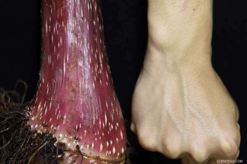 Discovering Begonia gigantica: Asia s Tallest Begonia Species in Tibet