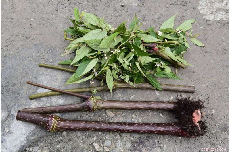 Discovering Begonia gigantica: Asia s Tallest Begonia Species in Tibet