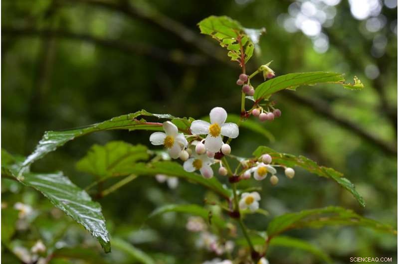 Discovering Begonia gigantica: Asia s Tallest Begonia Species in Tibet