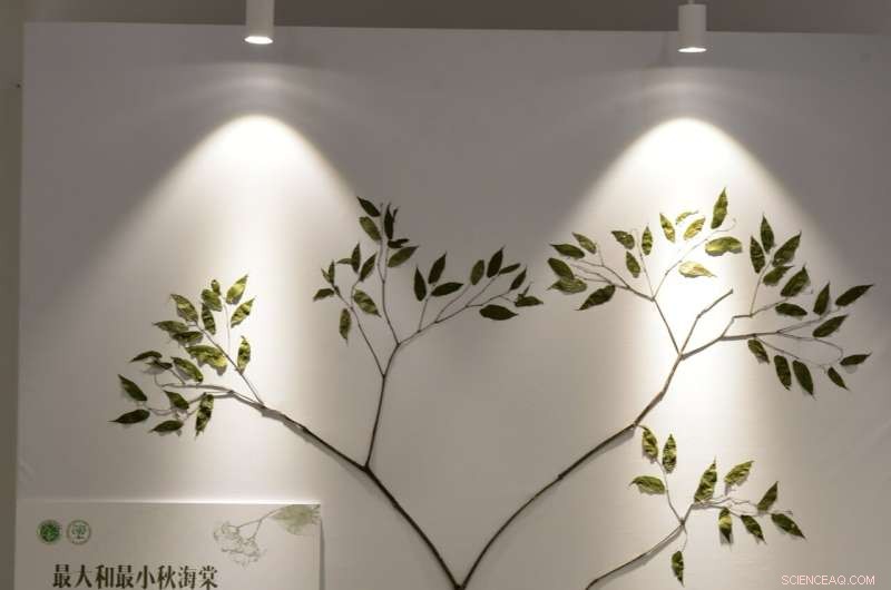 Discovering Begonia gigantica: Asia s Tallest Begonia Species in Tibet