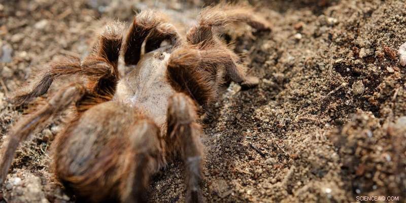 The Amazing Spider Web: How Spiders Build Their Intricate Structures