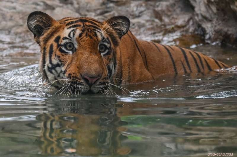 India Tiger Deaths 2021: Record Losses and Conservation Challenges