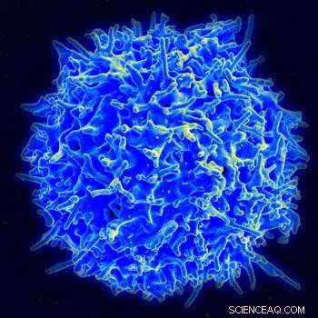 Regulatory T Cell Development: New Insights for Autoimmune & Cancer Therapies