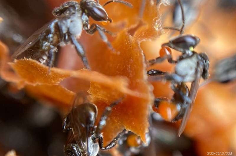 Citizen Science: How Students Are Contributing to Biodiversity Research