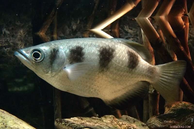 Archerfish Demonstrate Numerical Discrimination: New Research Reveals Cognitive Abilities