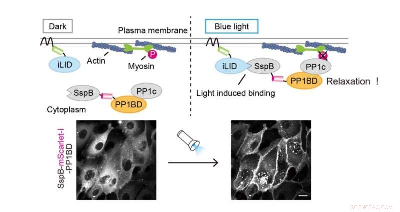 OptoMYPT: A Novel Light-Activated Tool to Reduce Cellular Contraction