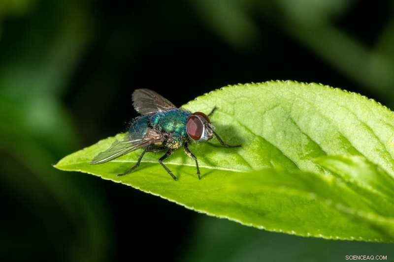 Maggots: The Unexpected Forensic Tools Solving Crimes