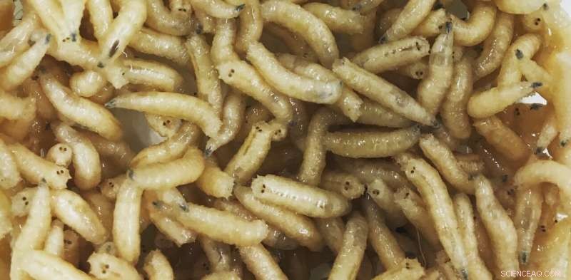 Maggots: The Unexpected Forensic Tools Solving Crimes