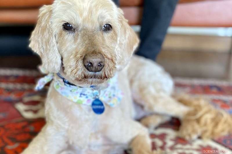 Protecting Your Dog from Summer Heat: Recognizing Overheating