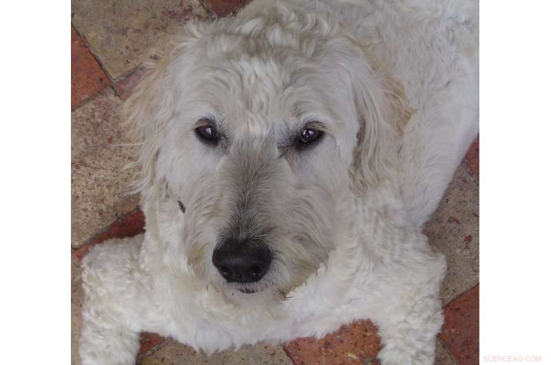 Protecting Your Dog from Summer Heat: Recognizing Overheating