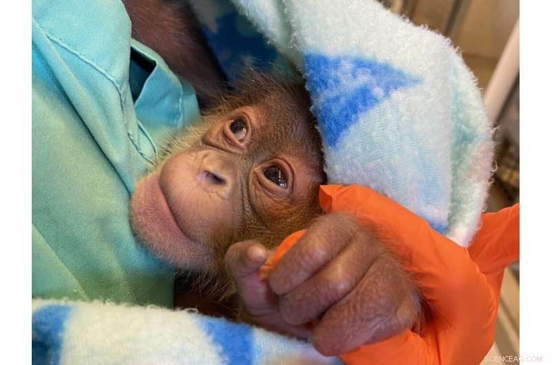 Rare Sumatran Orangutan Birth in New Orleans: One Healthy Infant