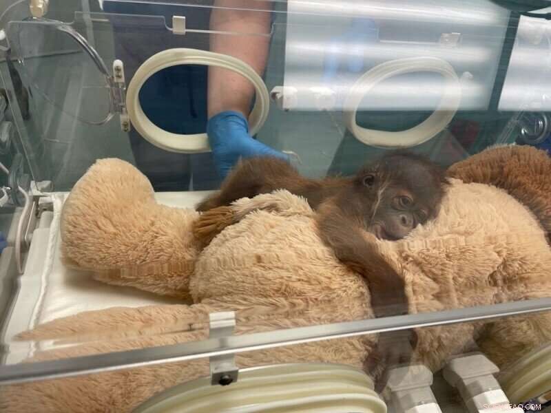 Rare Sumatran Orangutan Birth in New Orleans: One Healthy Infant