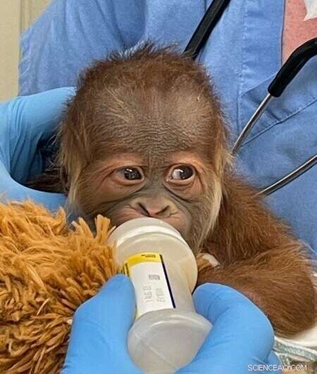 Rare Sumatran Orangutan Birth in New Orleans: One Healthy Infant