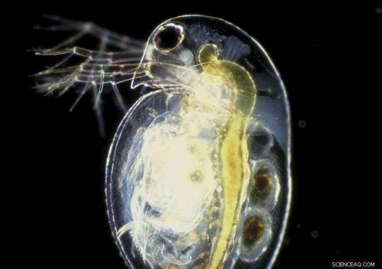 Genome Analysis Reveals Unexpected Evolutionary Relationships in Waterfleas