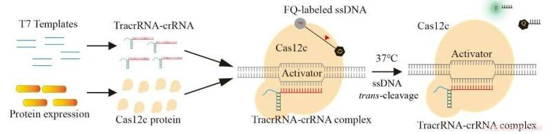 Novel Cas12c Platform for Precise Nucleic Acid Detection