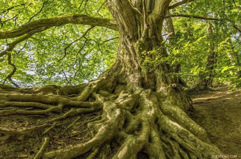 Root Economics Spectrum (RES): Understanding Plant Root Systems