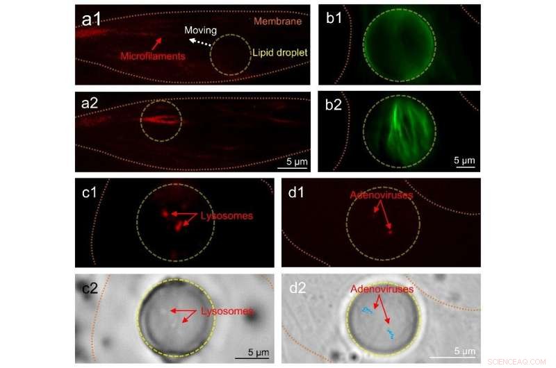 Lipid Droplets: Natural Intracellular Microlenses for Enhanced Imaging