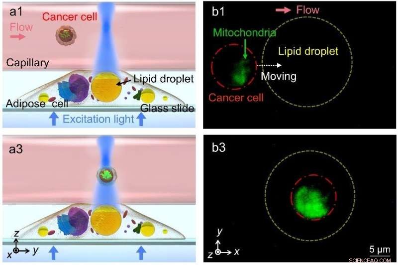 Lipid Droplets: Natural Intracellular Microlenses for Enhanced Imaging