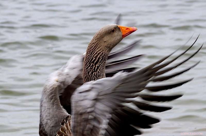 Avian Influenza (Bird Flu) Found in Dead Knots on Wadden Sea