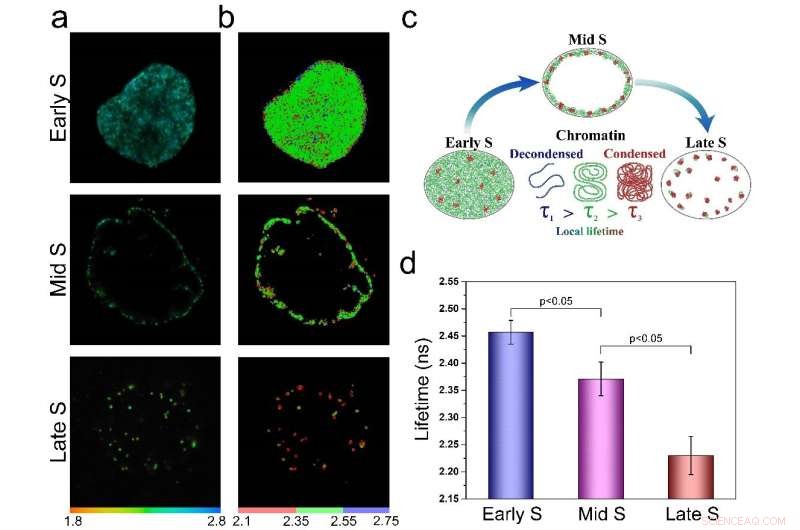 Fluorescence Lifetime Imaging: Unveiling DNA Compaction & Gene Activity