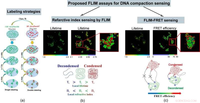 Fluorescence Lifetime Imaging: Unveiling DNA Compaction & Gene Activity