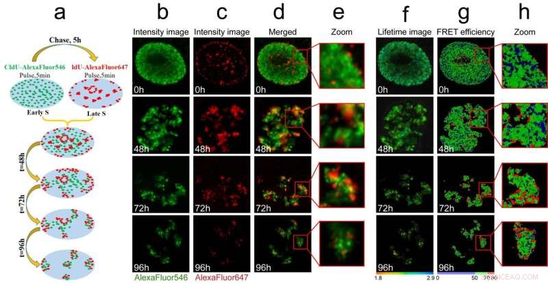 Fluorescence Lifetime Imaging: Unveiling DNA Compaction & Gene Activity