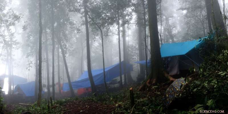 Louisiana Researchers Discover 14 New Shrew Species in Sulawesi