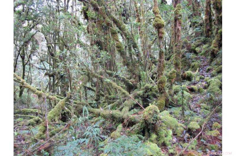 Louisiana Researchers Discover 14 New Shrew Species in Sulawesi