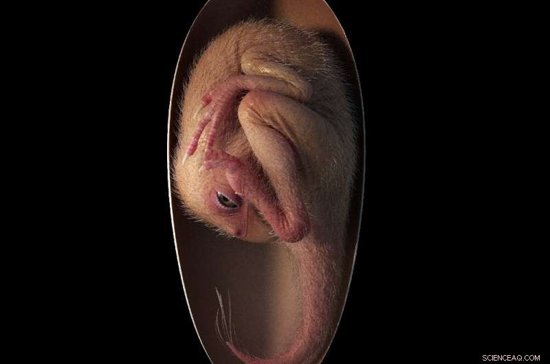 Baby Yingliang: Perfectly Preserved Dinosaur Embryo Reveals Bird-Like Hatching Position