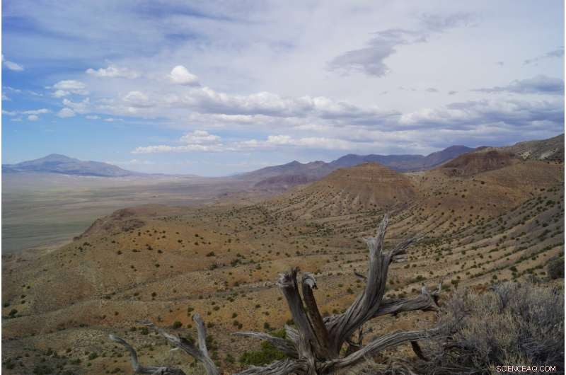 Ancient Giant Ichthyosaur Skull Reveals Early Marine Reptile Growth