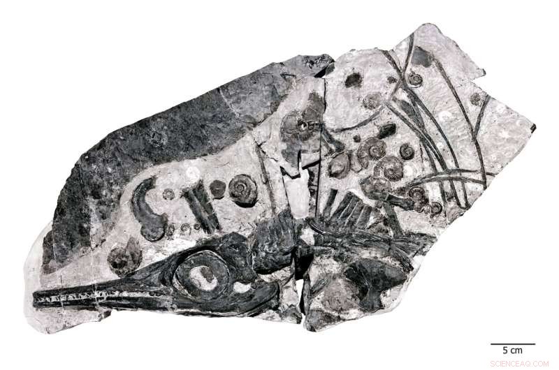 Ancient Giant Ichthyosaur Skull Reveals Early Marine Reptile Growth