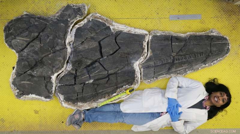 Ancient Giant Ichthyosaur Skull Reveals Early Marine Reptile Growth