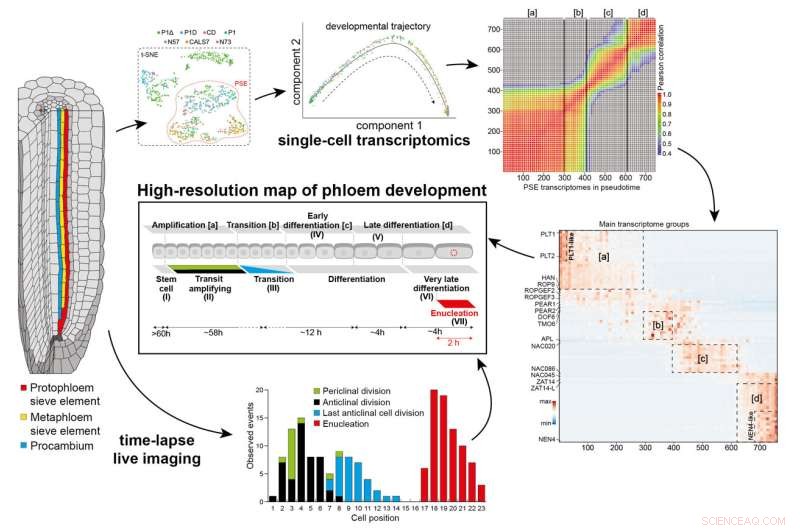 Plant Sugar Transport: New Insights into Phloem Cell Organization