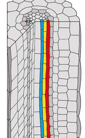 Plant Sugar Transport: New Insights into Phloem Cell Organization