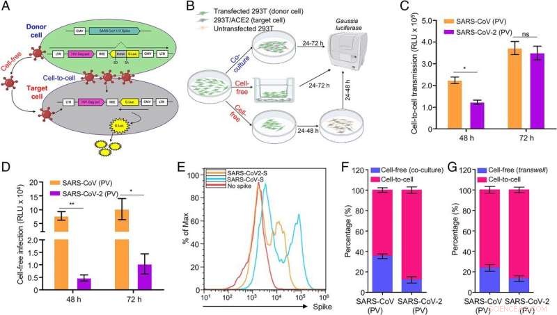 SARS-CoV-2 Cell-to-Cell Transmission Mechanism: Spike Protein & Viral Spread