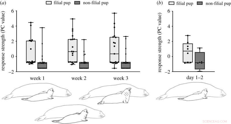 Elephant Seal Mothers Recognize Pups  Voices Within Two Days of Birth