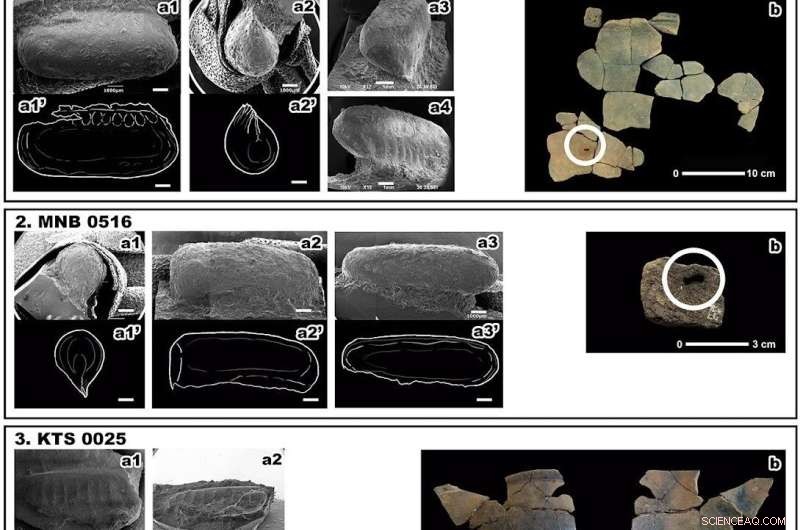 Ancient Japanese Cockroach History: 5,000+ Year Old Separation Discovered